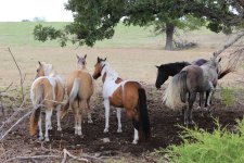 herd shot aug 12 c.jpg