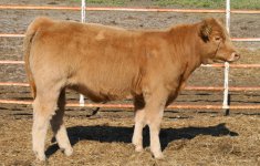 IMG_0093 (1)   WALK ALONE  X 626 CHAROLAIS cow.JPG