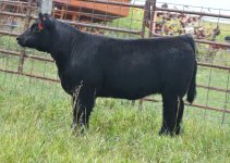 walks alone heifer.jpg