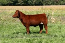 hwXavalanche_redsteer_1.jpg