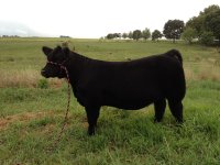Walks Alone Heifer.JPG