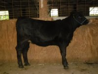 heifer.jpg