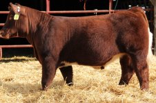 Starburst steer.jpg