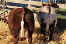 STARBURST STEER LEFT heifer right.jpg