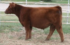 IMG_0456 (1)  LOT 5  MONOPOLY X 602 CUNIA 1600+400.jpg