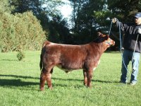 jazz steer-2.jpg
