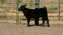 257 Monopoly 2 steer.jpg