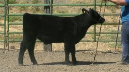 260 thriller steer.jpg