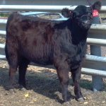 2042 heifer-100912.jpg