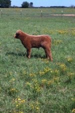 BIM Bull Calf.jpg