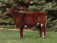 Sale Heifer.jpg