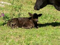 New Simmental Baby resized_opt.jpg