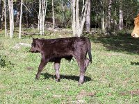 New Simmental Baby pic3 resized_opt.jpg