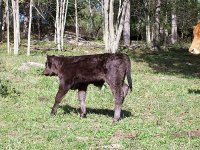New Simmental Baby pic3 resized_opt.jpg