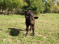 New Simmental Baby pic2 resized_opt.jpg