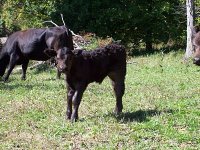 New Simmental Baby pic4 resized_opt.jpg