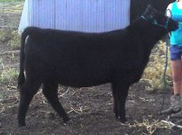 Bismarkheifer.jpg