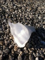 frost flower.jpg