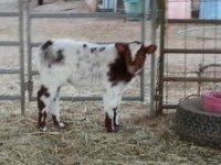 Mini Me a week old.jpg