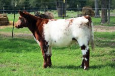 Shorthorn (4).jpg