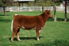 CM Heifer (4).jpg