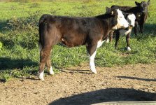 tiger july heifer.jpg