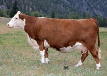 Dam of Monopoly Bull Calf.jpg