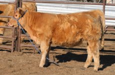 IMG_0927 (1)  WALK LONE X CHAROLAIS-2423 .JPG