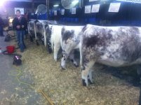 Agribition ACC Livestock- Hilltop.JPG