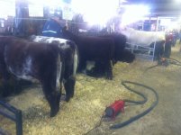 Agribition Hatfield.JPG
