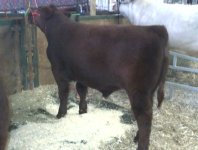 Agribition Hatfiled Prophet.jpg