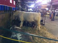 Agribition Herbourne.JPG