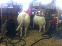 Agribtion JT Livestock.JPG