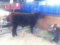 Agribition Uphill Gus 19Z.JPG