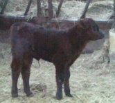 recharge_heifer.jpeg