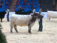 Agribition First Lady Championship.jpg