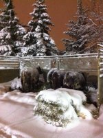 Agribition Coyote's Cattle in tie outs...jpg