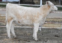 IMG_1219 (1)  9958-heifer --2012.JPG