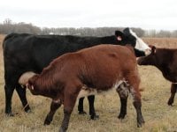 cows2012 252.jpg