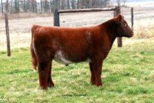 HCC_Lot7_Shorthorn.jpg