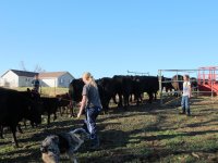 working fall cows 2.jpg