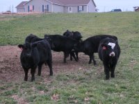 fall heifers 1.jpg