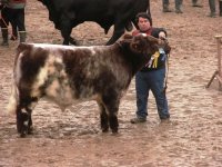 Shorthorn Tres Hojas Bull.jpg