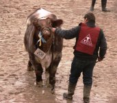 Shorthorn Tres Hojas Bull 2 front.jpg