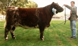 Shorthorn Tres Hojas 6 Cow.jpg