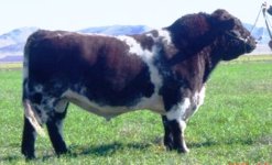 Tres Hojas Shorthorn 5 Bull.jpg