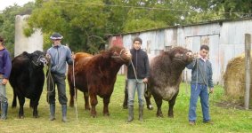 Shorthorn Tres Hojas 4.jpg