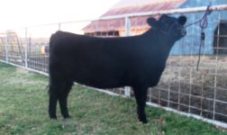 Show string 2012-2013 angus.jpg