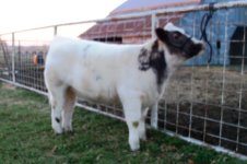 Show string 2012-2013 Shorthorn.jpg