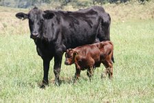 473279 - TERNEIRO SHORTHORN (S.I.10) COM VACA MEIO SANGUE ANGUS BRAHMAN 1.JPG